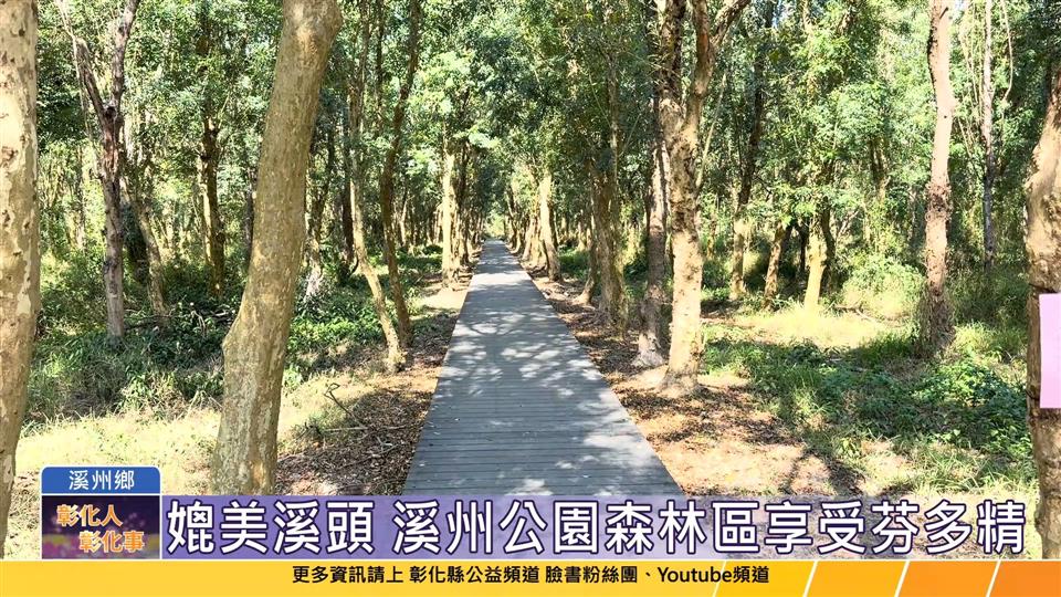 114-02-11 媲美溪頭 彰化溪州公園改善森林區木棧道